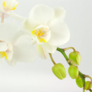 White Orchid
