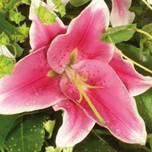 Pink Lily Spray