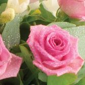 Pink roses so you'll love it!
