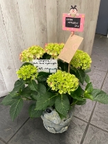 Frog planter with hydrangea