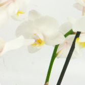 White Orchid