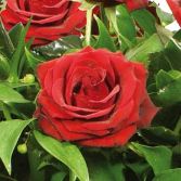 Red Rose Casket Spray