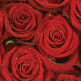 Luxury Rose Heart
