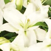 White Lily Casket topper