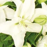 White Lily Casket topper